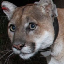 Free Screening And Q & A Announced for THE CAT THAT CHANGED AMERICA