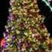 Celebrate The Most Wonderful Time Of The Year With 12 Gifts From Caesars Entertainmen