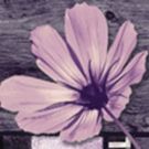 THE COLOR PURPLE Returns To New Orleans This Fall