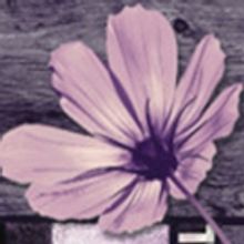 THE COLOR PURPLE Returns To New Orleans This Fall