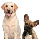 PETS (AND THEIR HUMANS) Opens Saturday At Ocean Grove