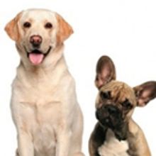 PETS (AND THEIR HUMANS) Opens Saturday At Ocean Grove