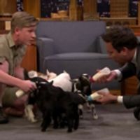 VIDEO: Robert Irwin and Jimmy Fallon Feed Baby Pygmy Goats Video