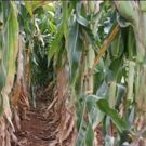 Corn Detasseling