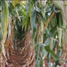 Corn Detasseling