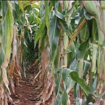 Corn Detasseling