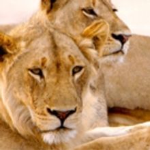 AFRICA'S HUNTERS Returns to Smithsonian Earth