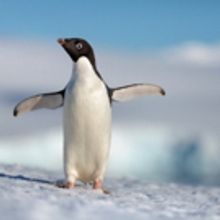 VIDEO: Watch the Trailer for Disneynature's Upcoming Feature PENGUINS