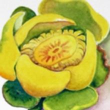 Tropical Botanic Artists Document South Florida's 100 Year-old Tamiami Trail