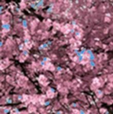 Metropolitan Ensemble Theatre Presents THE CHERRY ORCHARD