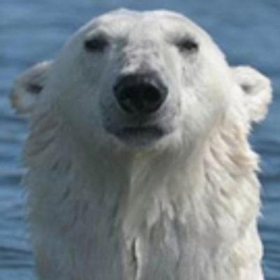 New Season of the Smithsonian Channel's POLAR BEAR TOWN Premieres 11/22