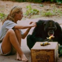 New Jane Goodall Documentary Opens At River St Theatre November 24