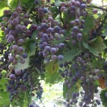 Mom Deserves a Vintage Mother's Day Weekend at NJ Wineries