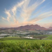 SIMONSIG WINES and Asian Flavors-Perfect Together