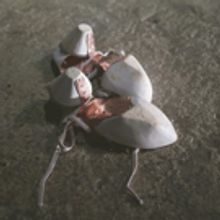 Artists Reveal All With Guided Tour Of Two Extraordinary Exhibitions