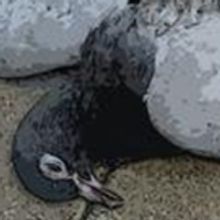 Swift Creek Mill Theatre Presents TOMFOOLERY