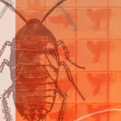 Chalk Rep Presents the World Premiere of DEATH AND COCKROACHES