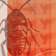 Chalk Rep Presents the World Premiere of DEATH AND COCKROACHES