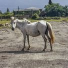 New Online Exhibition by Pavel Wolberg Announced
