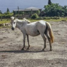 New Online Exhibition by Pavel Wolberg Announced