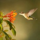 Celebrate Spring and Earth Day on PBS This April and May