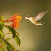 Celebrate Spring and Earth Day on PBS This April and May