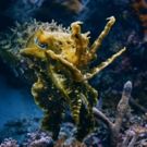 VIDEO: Sneak Peek - BBC America Premieres Next Installment of PLANET EARTH, 1/20