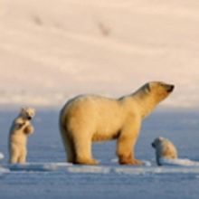 Smithsonian Channel Presents Special MY JOURNEY WITH A POLAR BEAR