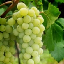 GSWGA New Jersey Wines Culinary Series Launches 4/25 at Drew's Bayshore Bistro in Key