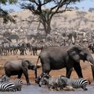 John Boyega to Narrate New BBC One Natural History Series SERENGETI