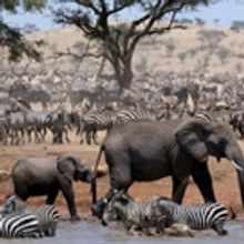 John Boyega to Narrate New BBC One Natural History Series SERENGETI