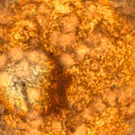 BAM And Wordless Music Present Terrence Malick's VOYAGE OF TIME