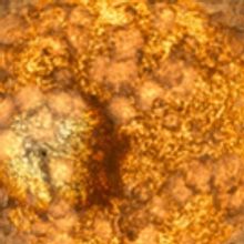 BAM And Wordless Music Present Terrence Malick's VOYAGE OF TIME