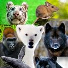 Mississippi Mud Productions Announces The Animal Empathy Project