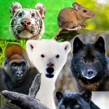 Mississippi Mud Productions Announces The Animal Empathy Project