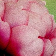 Cast and Creatives Announced For West Coast Premiere Of  NATIVE GARDENS!