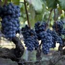 ITALIAN WINE Pairings for the Autumn Season and Holiday Celebrations
