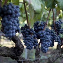 ITALIAN WINE Pairings for the Autumn Season and Holiday Celebrations