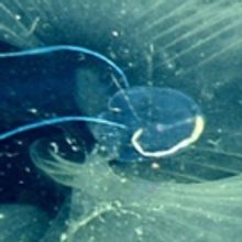 Blumenthal Performing Arts Announces 2019-20 National Geographic Live Series