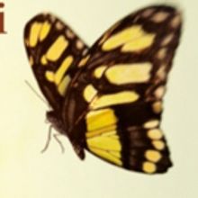 TSO Receives JUNO Nomination For Vaughan Williams: Orchestral Works