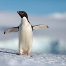 El Capitan Theatre Presents Disneynature's PENGUINS