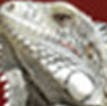 Passim Awards 2018 Iguana Music Fund Grants