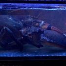 Visit Vince the Giant Lobster at BURGER & LOBSTER in the Flatiron District of NYC