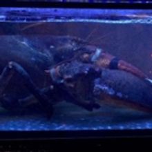 Visit Vince the Giant Lobster at BURGER & LOBSTER in the Flatiron District of NYC