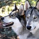 Sedona Wolf Week Returns