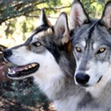 Sedona Wolf Week Returns