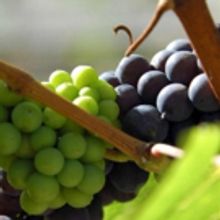 MOTHERS DAY WINE TRAIL WEEKEND in NJ May 12-13