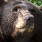 ROCO Connections Presents PETER AND THE BEAR