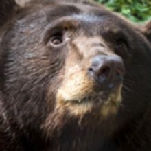 ROCO Connections Presents PETER AND THE BEAR