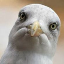 New Theatre Presents the Sydney Premiere of STUPID F---ING BIRD By Aaron Posner